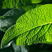 Foxglove leaf
