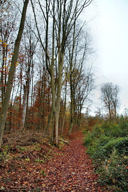 Waldweg am Mastberg (Hagen) / 13.11.2021