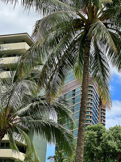 Drive-by  (Palms and Architecture)