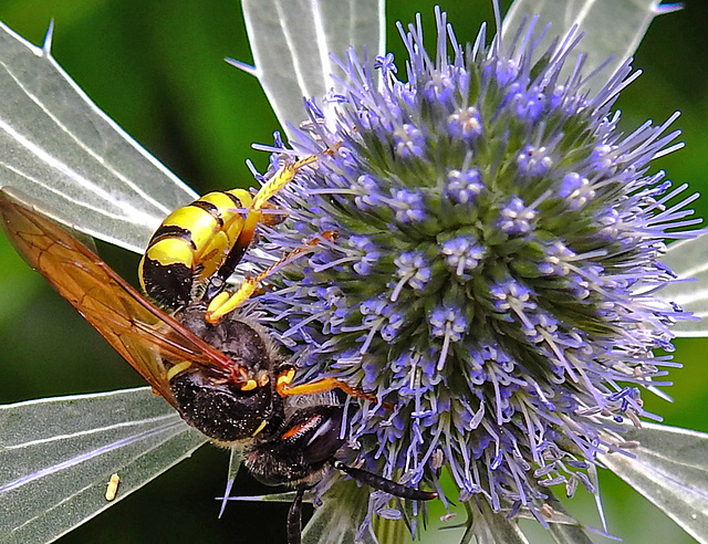 20230720 2727CPw [D~LIP] Flachblättriger Mannstreu (Eryngium planum), Bienenwolf (Philantus triangulum), Bad Salzuflen