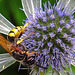 20230720 2727CPw [D~LIP] Flachblättriger Mannstreu (Eryngium planum), Bienenwolf (Philantus triangulum), Bad Salzuflen