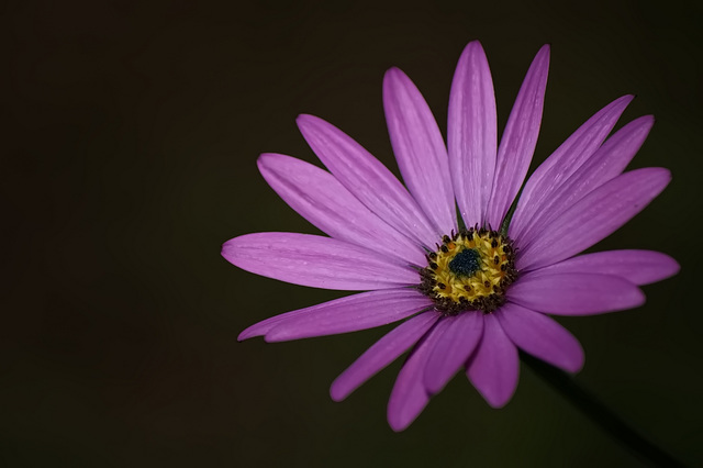 Marguerite   Africaine  1080