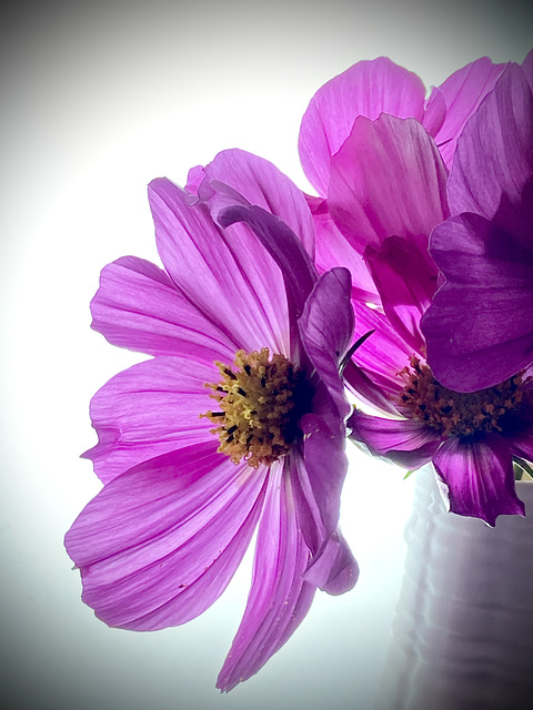 Noch gibt es BLUMEN im Garten :-) Noch gibt es BLUMEN im Garten :-)