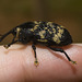 IMG 2650 Weevil-1