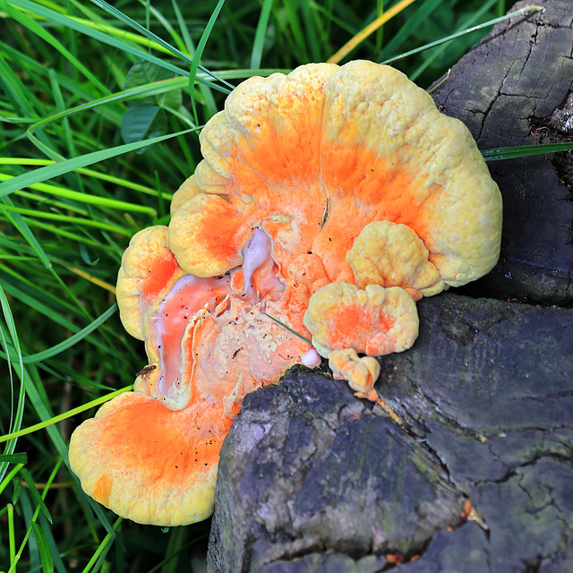 EOS R7 Peter Harriman 13 54 59 10689 chickenOfTheWoods dpp
