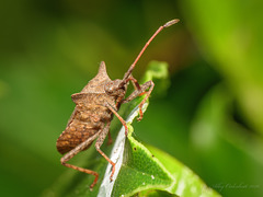 Dock Bug
