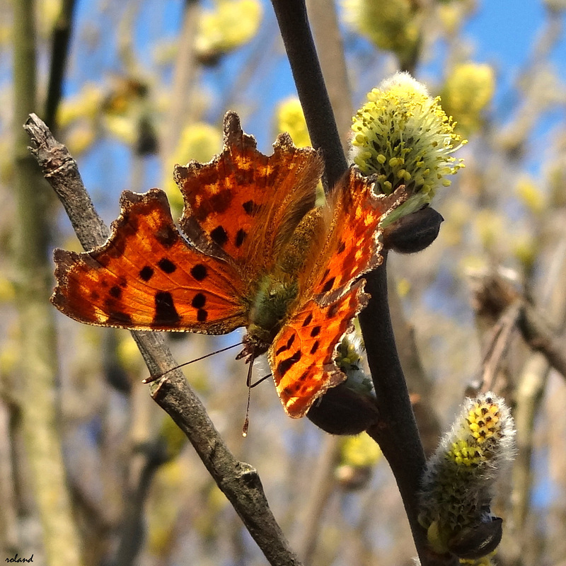 Robert-le-Diable (Polygonia c-album)