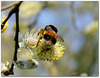 Le bourdon terrestre (Bombus terrestris