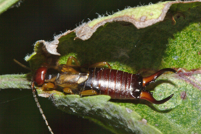 IMG 9796earwig 01