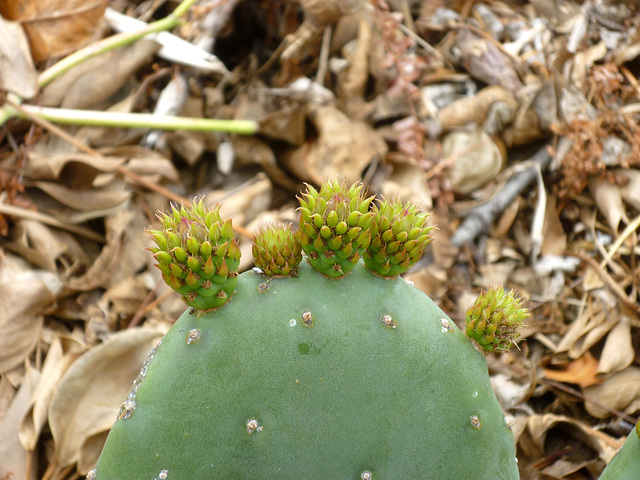 Cactus