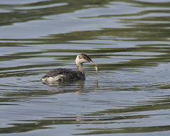 grèbe esclavon / horned grebe