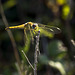 Dragonfly (3)