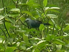 46 Blue-Grey Tanager (Thraupis episcopus)