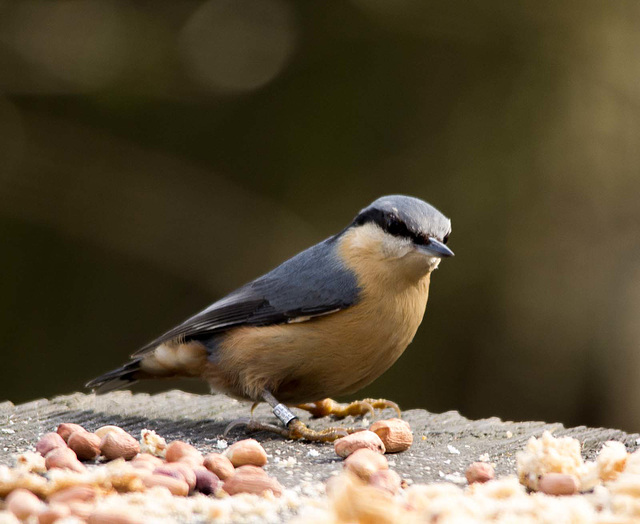Nuthatches feeding on a table