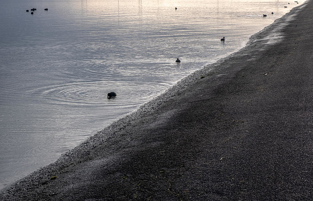 Meerkoeten - Coots