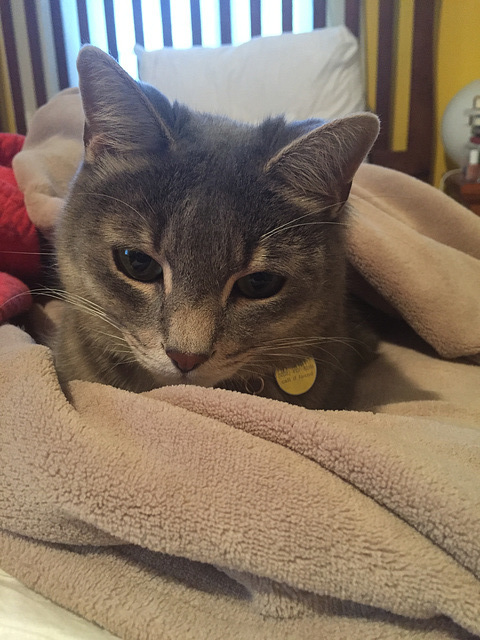 purrito