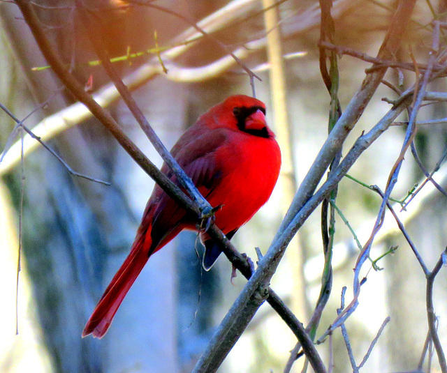 Cardinal on a cold November day.