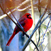 Cardinal on a cold November day.