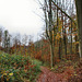 Naturschutzgebiet Mastberg (Hagen) / 13.11.2021