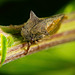 Die Dornzikade (Centrotus cornutus) hat mal kurz auf einen Stengel eine Rast gemacht :))  The leafhopper (Centrotus cornutus) took a short rest on a stalk :))  La cicadelle (Centrotus cornutus) s'est un peu reposée sur une tige :))