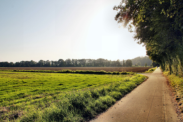 Weg in der Ruhraue neben der Ardeybahn (Schwerte-Ergste) / 9.09.2023