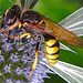 20230720 2728CPw [D~LIP] Flachblättriger Mannstreu (Eryngium planum), Bienenwolf (Philantus triangulum), Bad Salzuflen