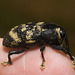 IMG 2646 Weevil