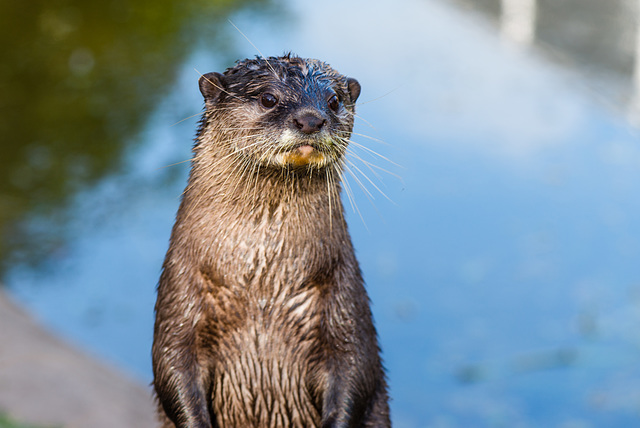 Otter - 20150413