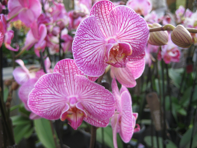 Orchidee