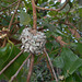 DSCN1362 - ninho de beija-flor-de-garganta-verde Amazilia fimbriata, Trochilidae