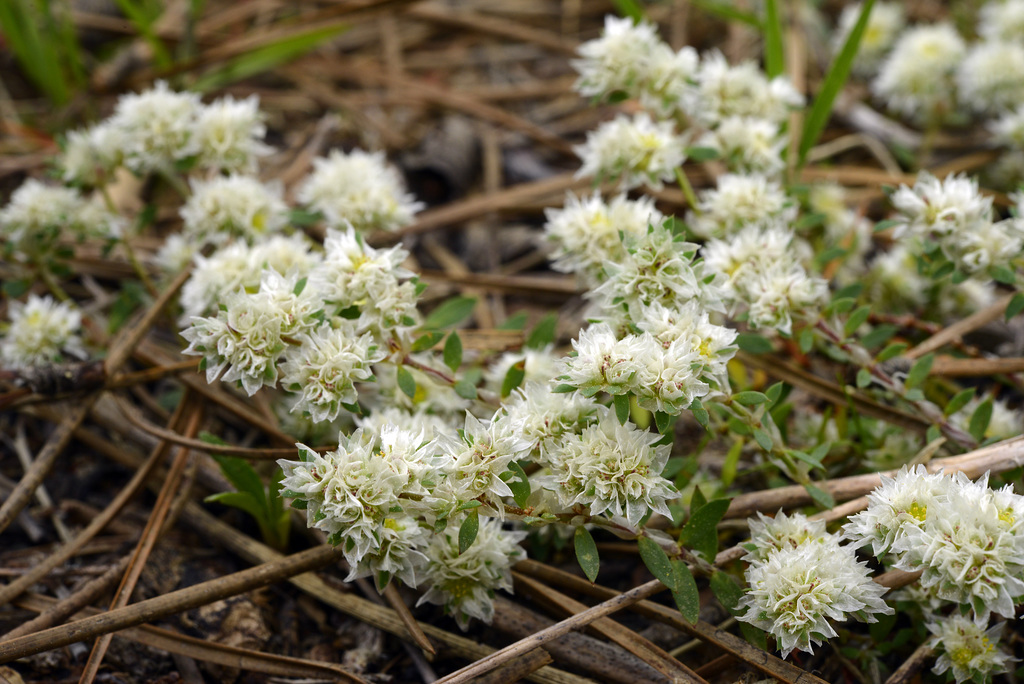 Paronychia argentea, Tiny little jewels...