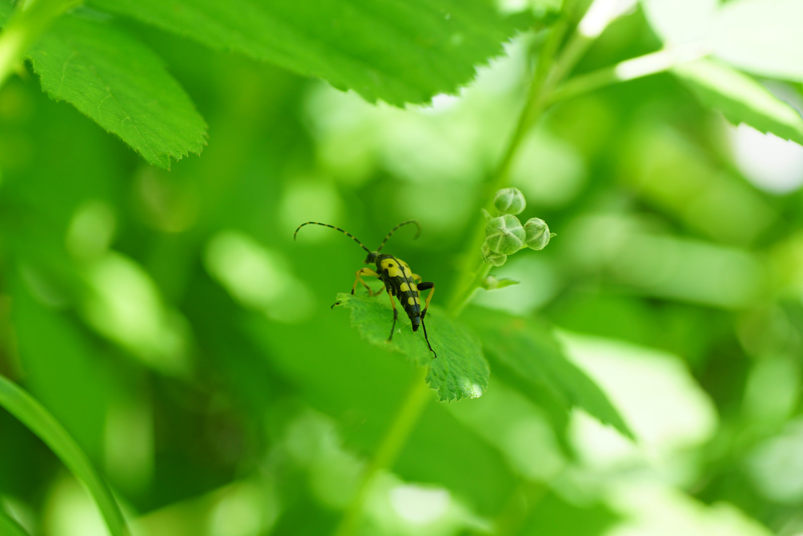 Der Gefleckte Schmalbock (Leptura maculata)