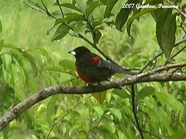 47 Crimson-rumped Tanager