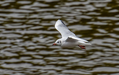 Gull at Chester