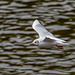 Gull at Chester