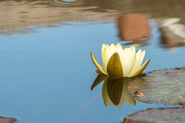 Water lily