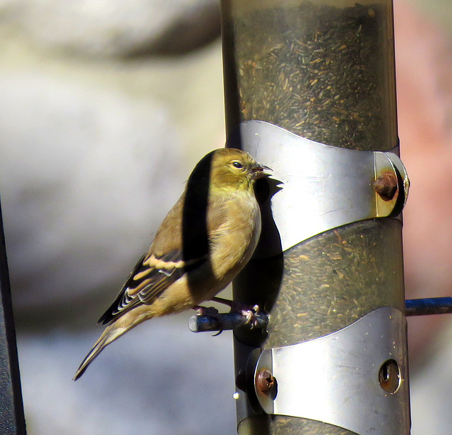 Goldfinch