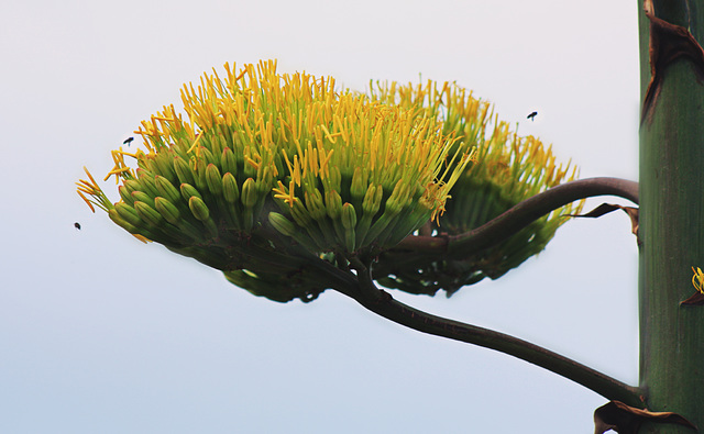 Fleurs d'agave.