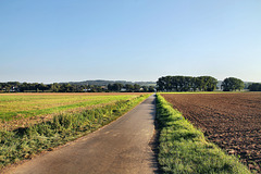 Feldweg in der Ergster Ruhraue (Schwerte) / 9.09.2023
