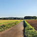 Feldweg in der Ergster Ruhraue (Schwerte) / 9.09.2023