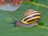 Banded Snail (+PiPs)