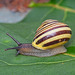 Banded Snail (+PiPs)
