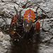 IMG 2640 Bugs