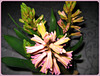 79/365 - Hyazinthe(Hyacinthus)