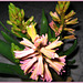 79/365 - Hyazinthe(Hyacinthus)