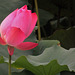 Lotus flower