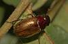 IMG 8661beetle