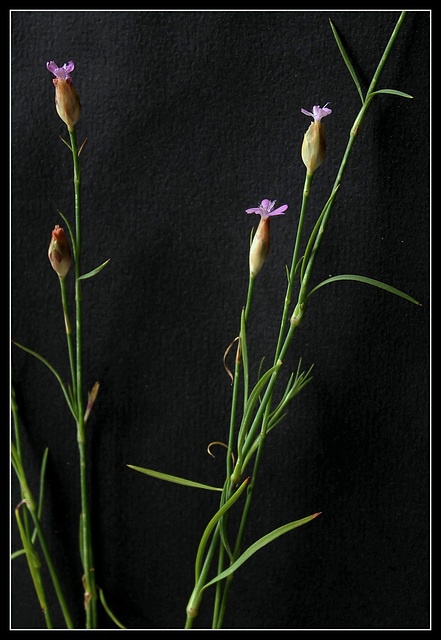 Petrorhagia prolifera  (6)
