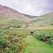 Path following Greendale Gill towards Greendale Tarn (Scan from Aug 1992)