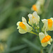 Linaria vulgaris (12)